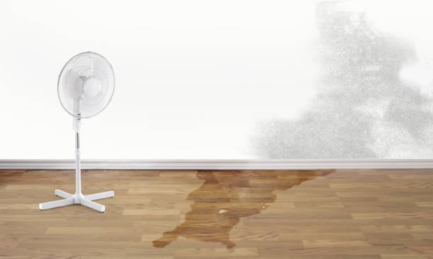 Best 24/7 water damage repair  in Hillsdale, NJ